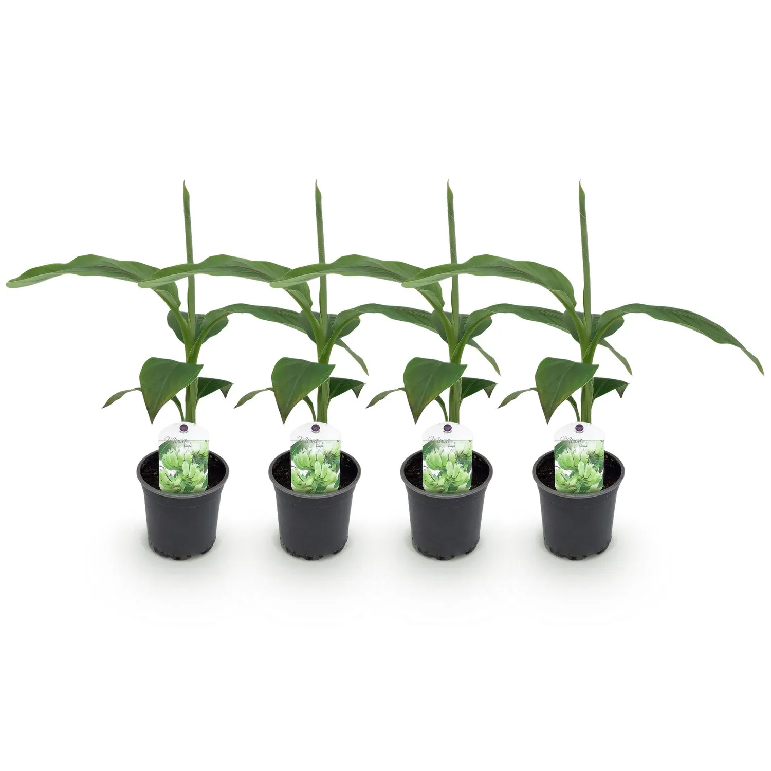 PLANT AND STORIES Bananier rustique Musa basjoo plante pot 12 cm 2 plants rustique