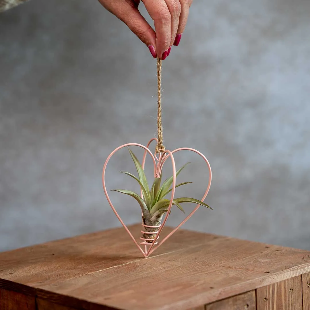 Airplantshop Cœur métal rose suspension avec tillandsia