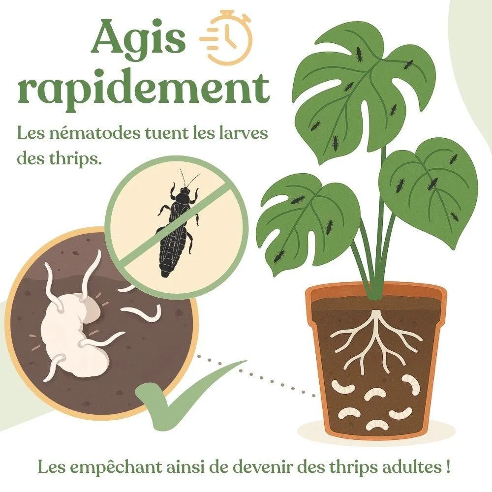 Plant and Stories Carpo nématodes anti-thrips 5 millions 15 plantes