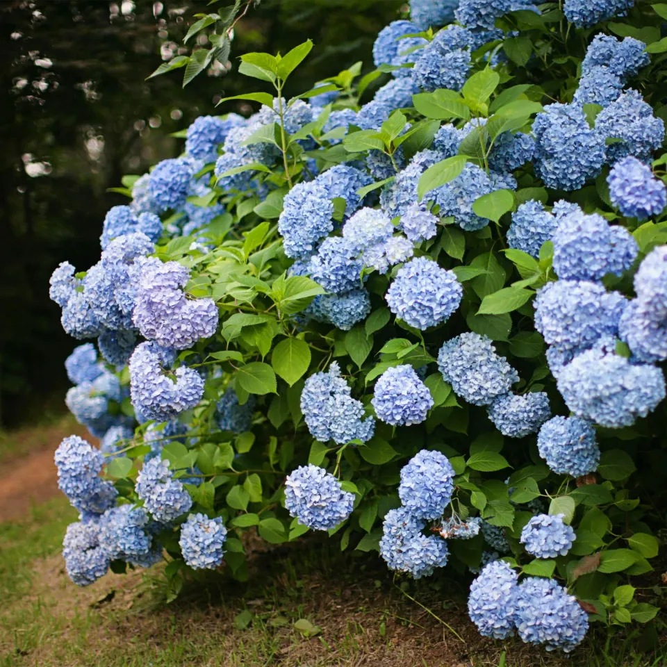 Plant and Stories Hortensia Blue hortensia pot 17 cm bleu