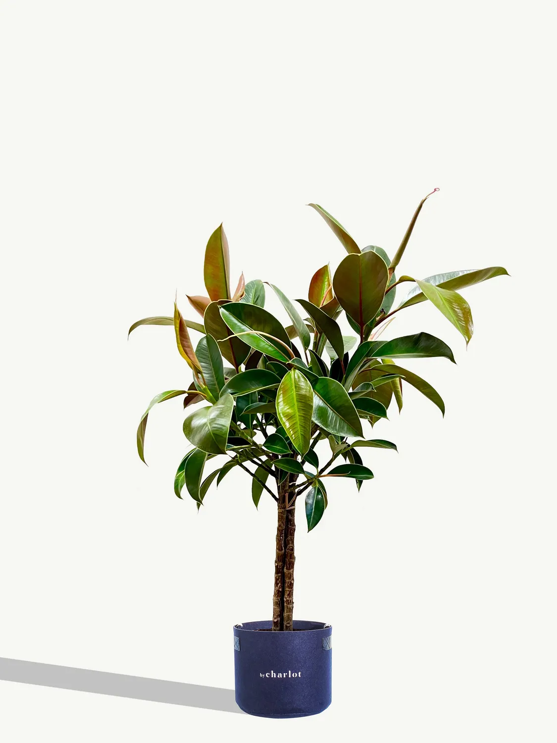 By Charlot Le Magnifique plante recharge XL grande