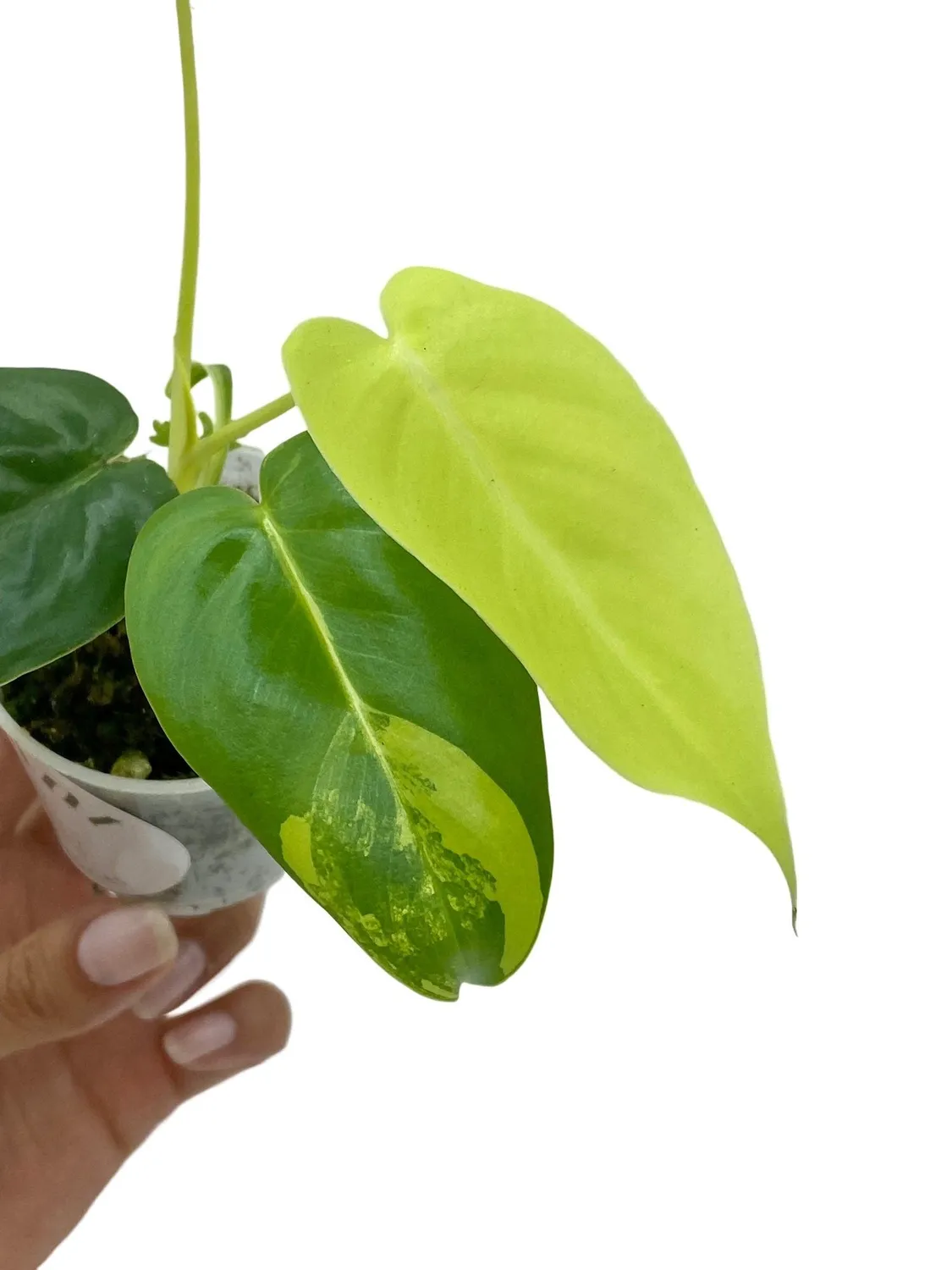 Plant and Stories Burle Marx philodendron panaché 6 cm crème