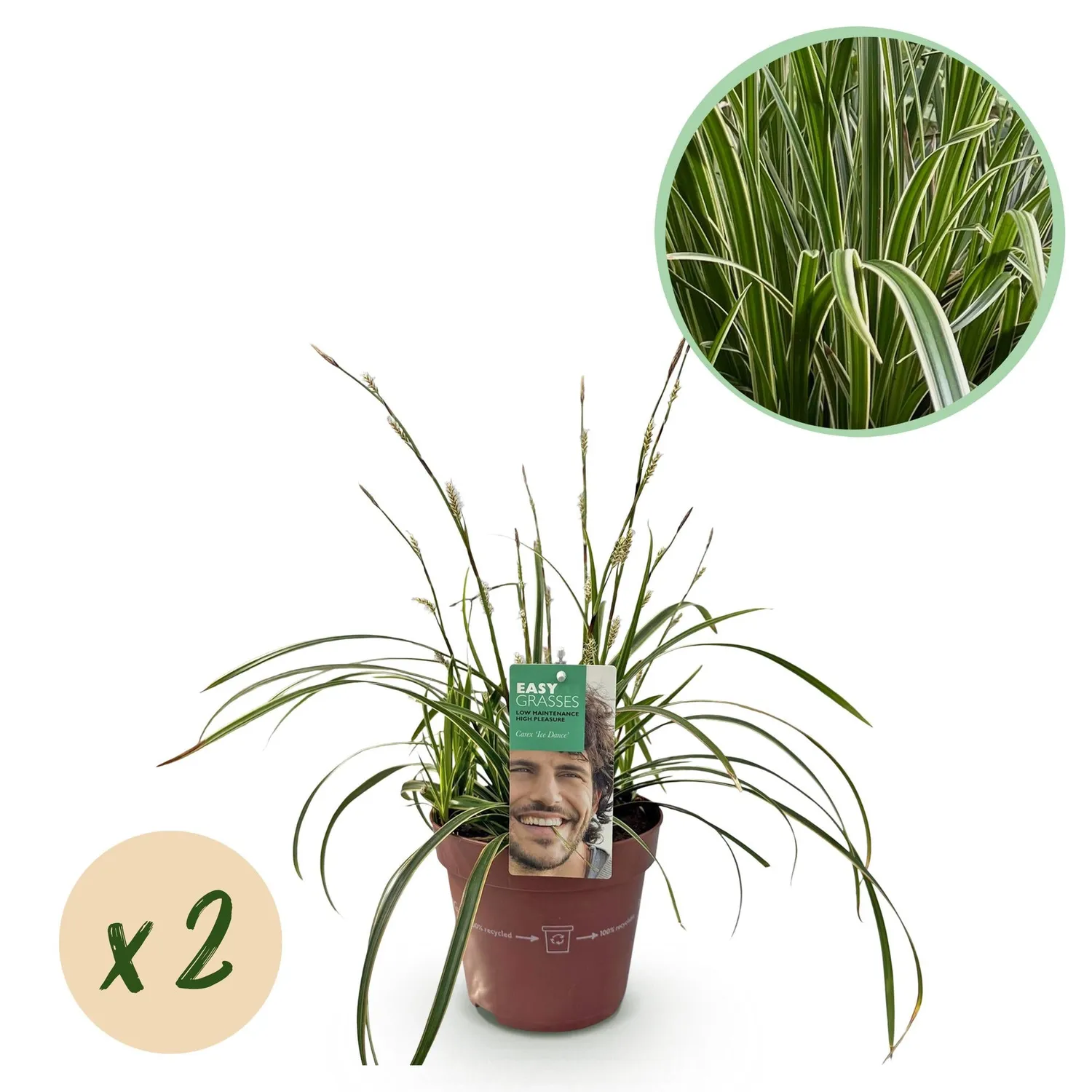 Plant and Stories Ice Dance laîche Carex pot 17 cm 1 plant