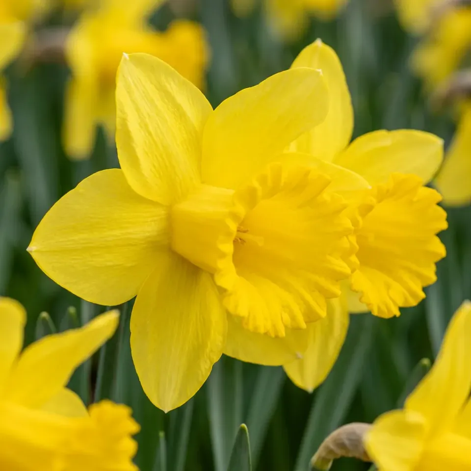Plant and Stories Narcisse Carlton bulbes 30 bulbes jaune