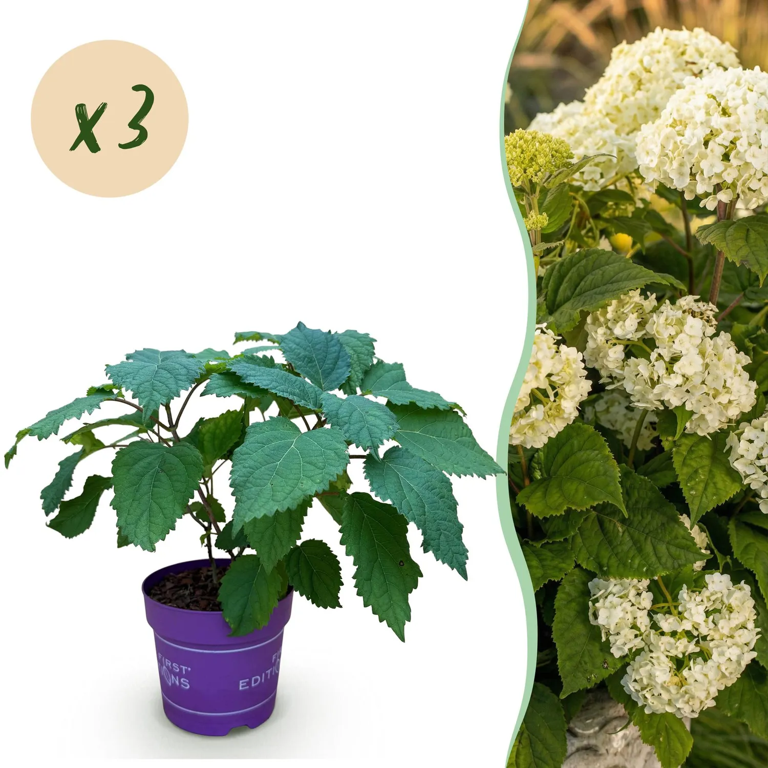 Plant and Stories FlowerWOW hortensia blanc pot 14 cm 1 plant