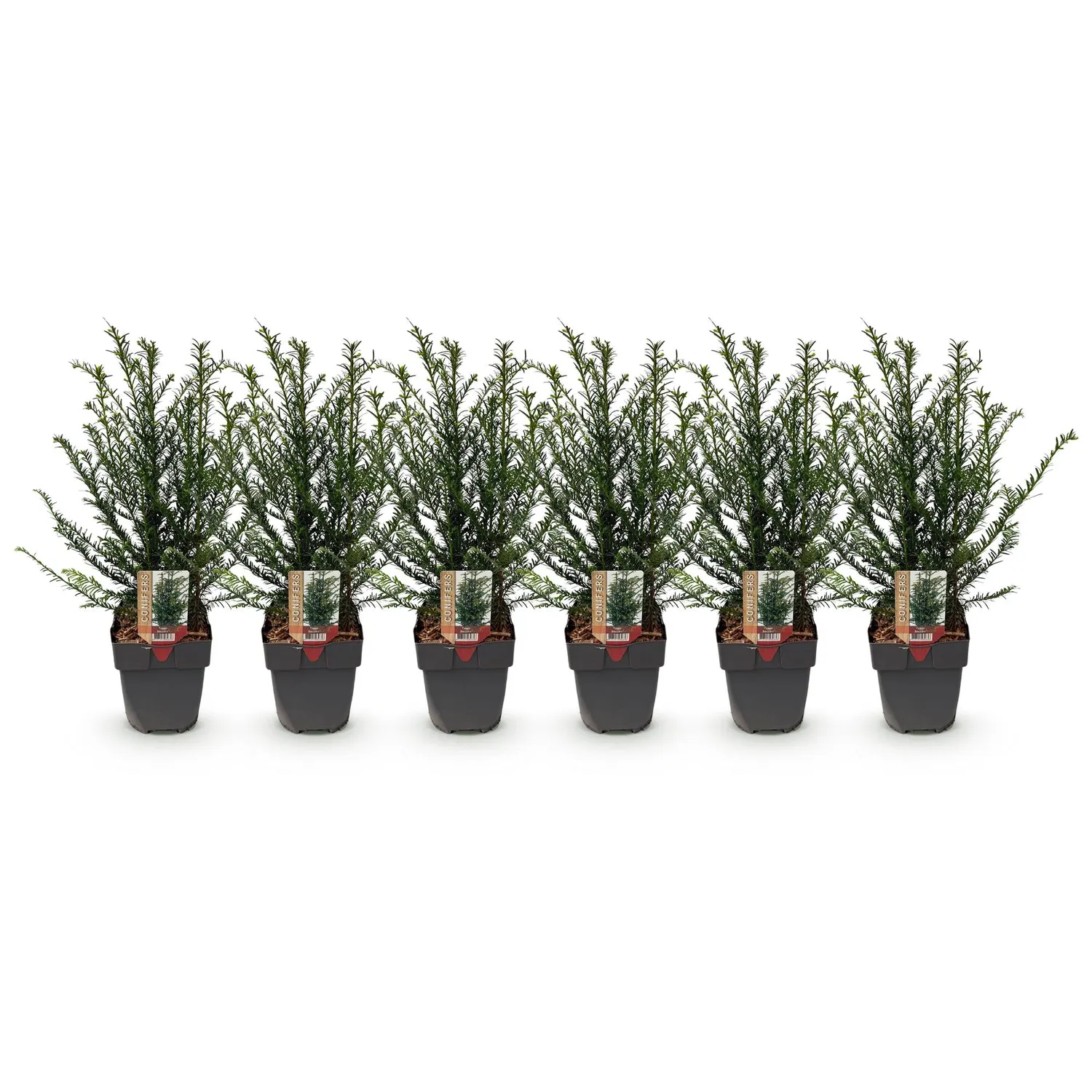 Plant and Stories If commun Taxus baccata plante de haie lot 6 persistante