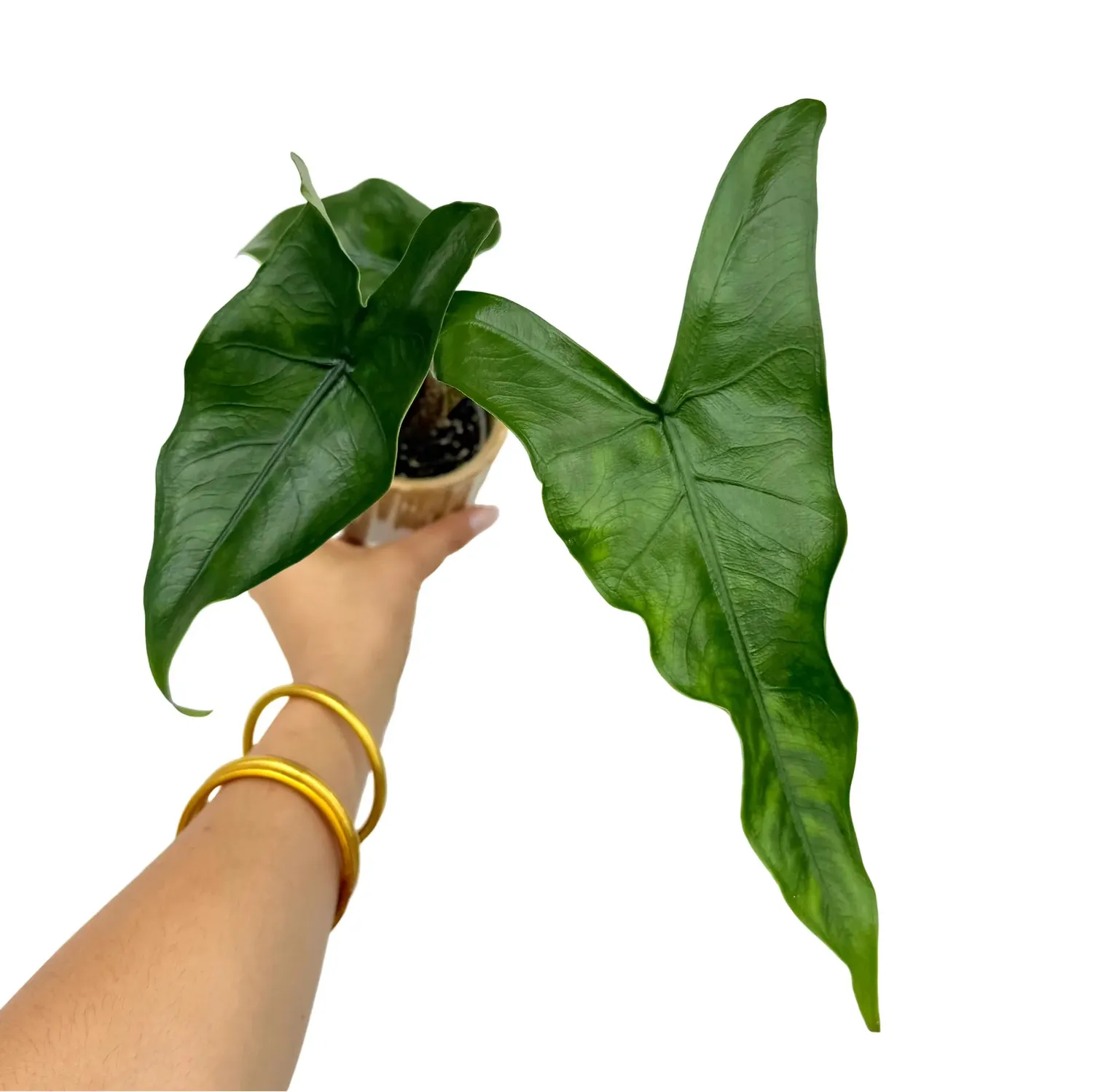 Plant and Stories Zebrina Alocasia plante pot 7 cm tiges zébrées