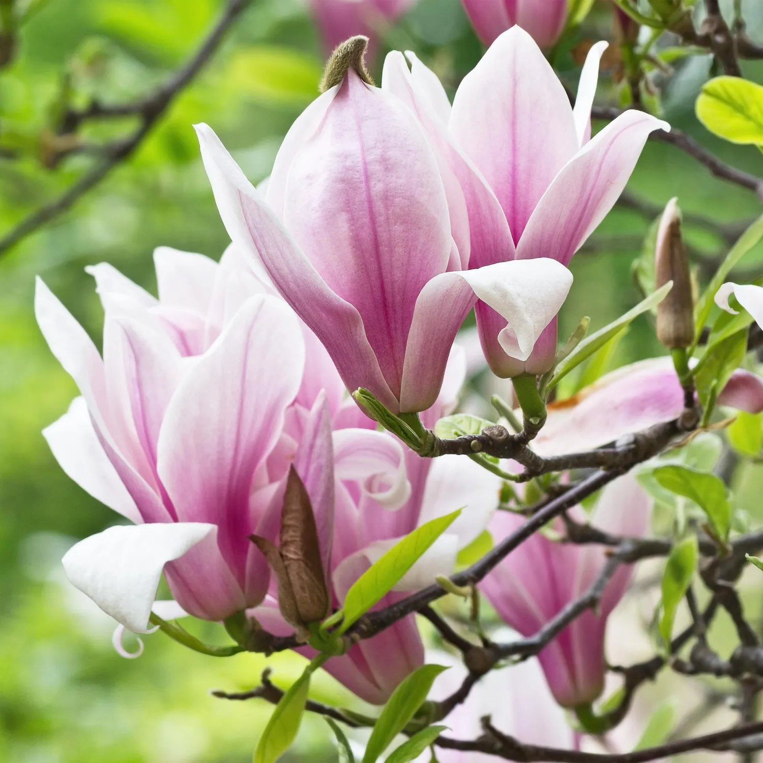 PLANT AND STORIES Magnolia George Henry Kern arbuste fleuri 1 plant rose