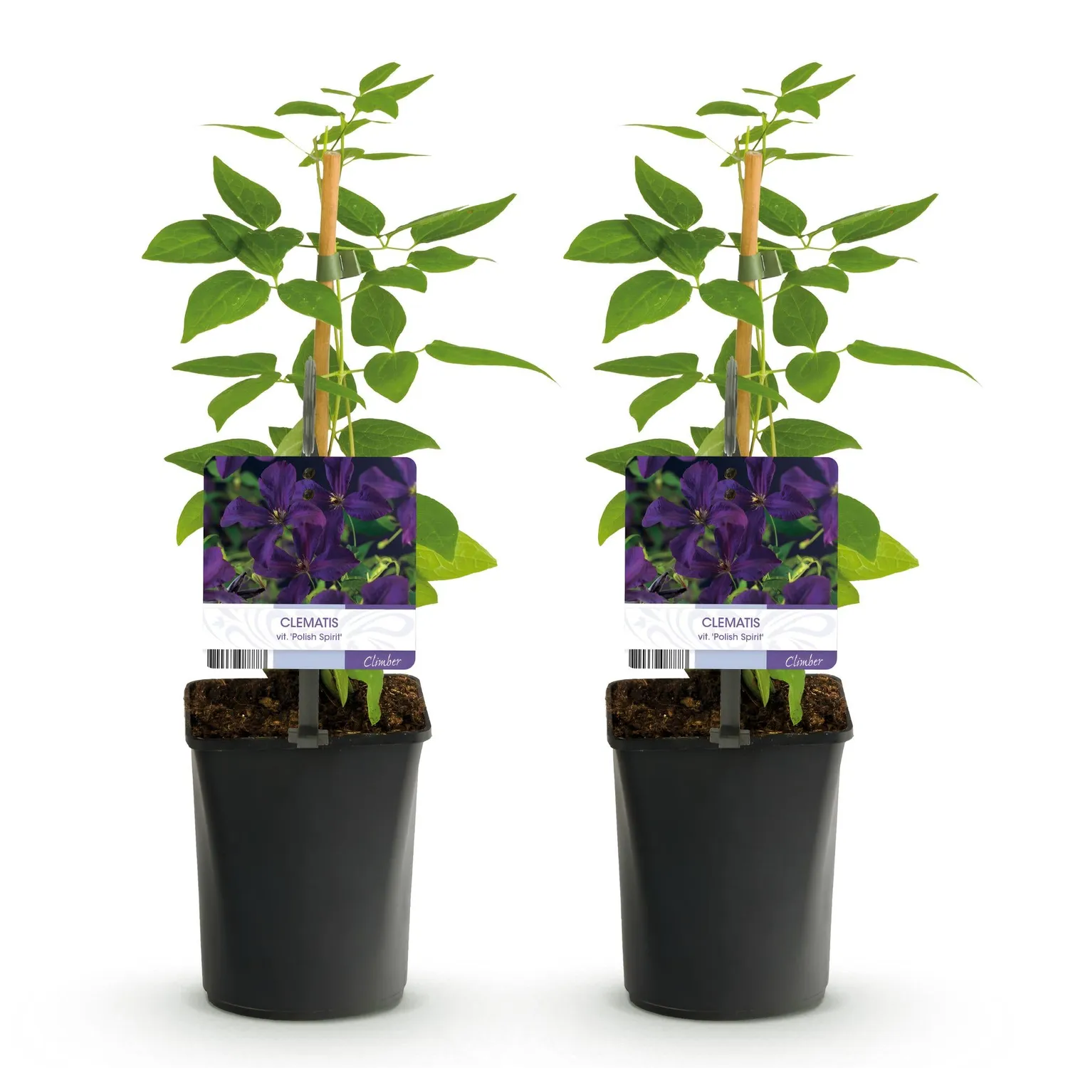 Plant and Stories Clematis Polish Spirit clématite pot 11 cm lot 2