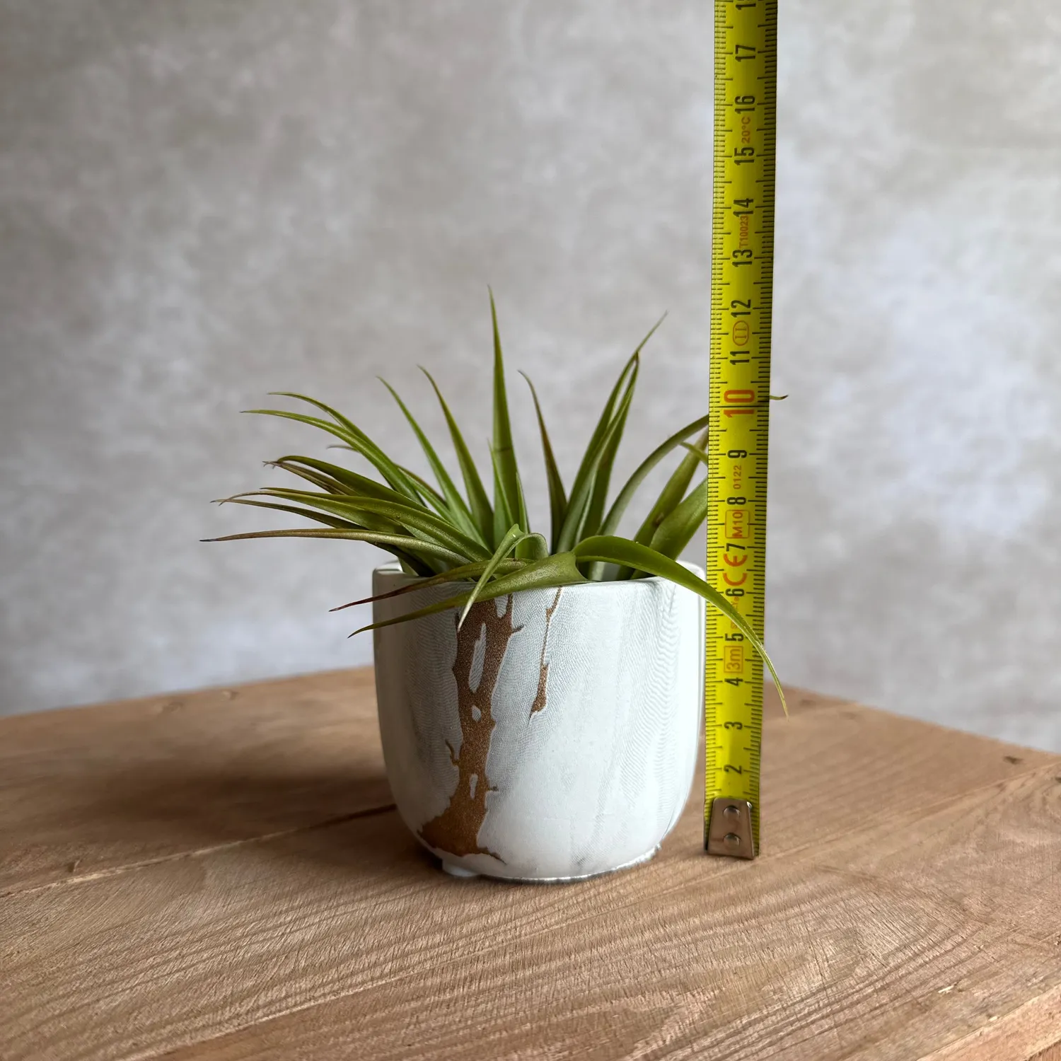 Airplantshop Pot marbre blanc doré avec tillandsia capitata