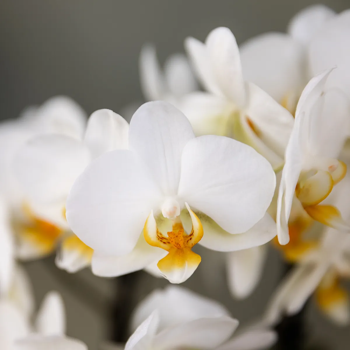 Plant and Stories Phalaenopsis orchidée set surprise de 2 pot 9 cm