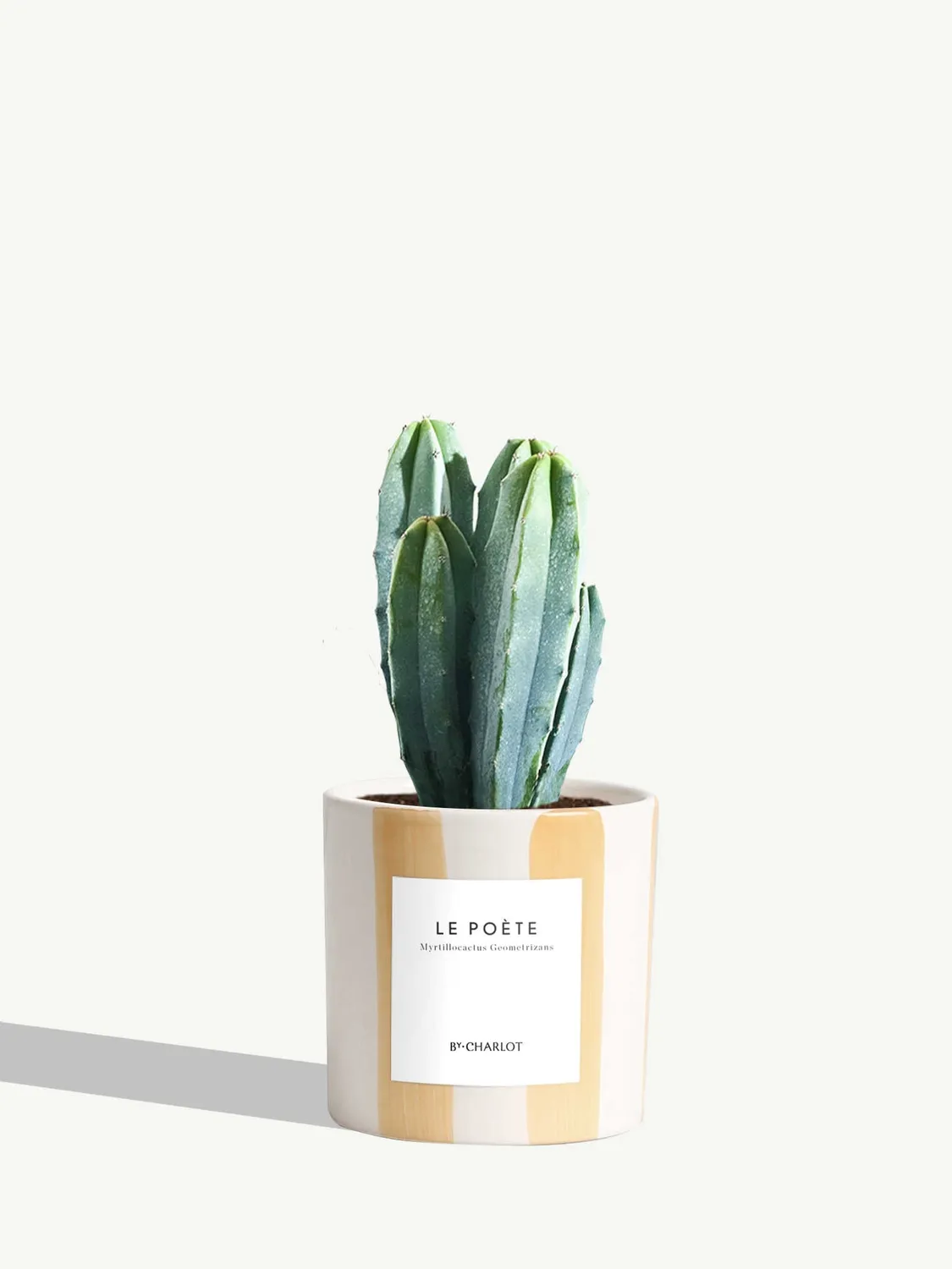 By Charlot Le Poète cactus pot S Myrtillocactus