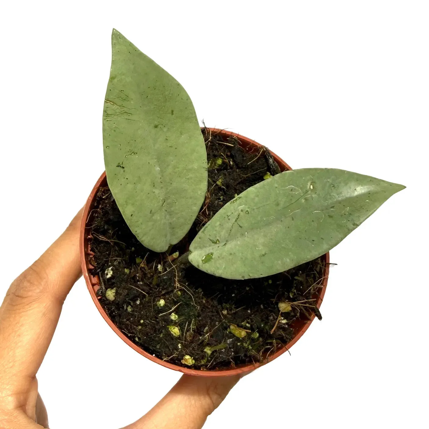 Plant and Stories hoya Carnosa Wilbur Graves Silver plante 8cm