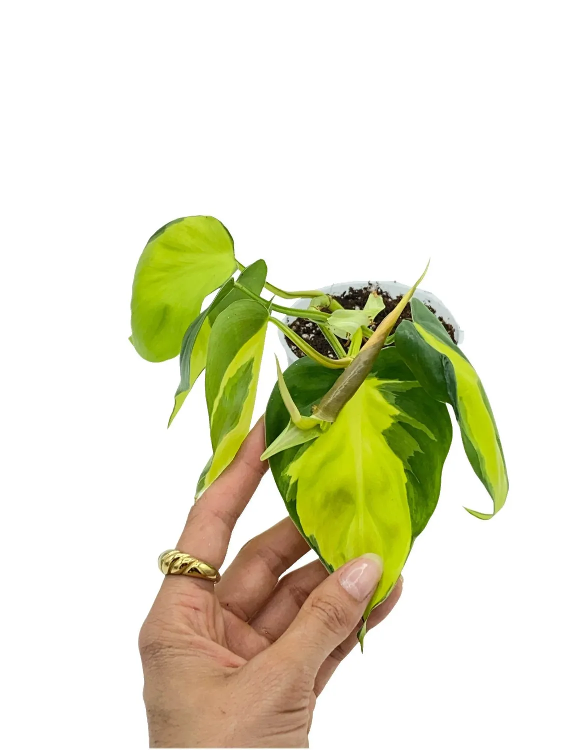 Plant and Stories Philodendron Brasil plante d’intérieur pot 6 cm panaché