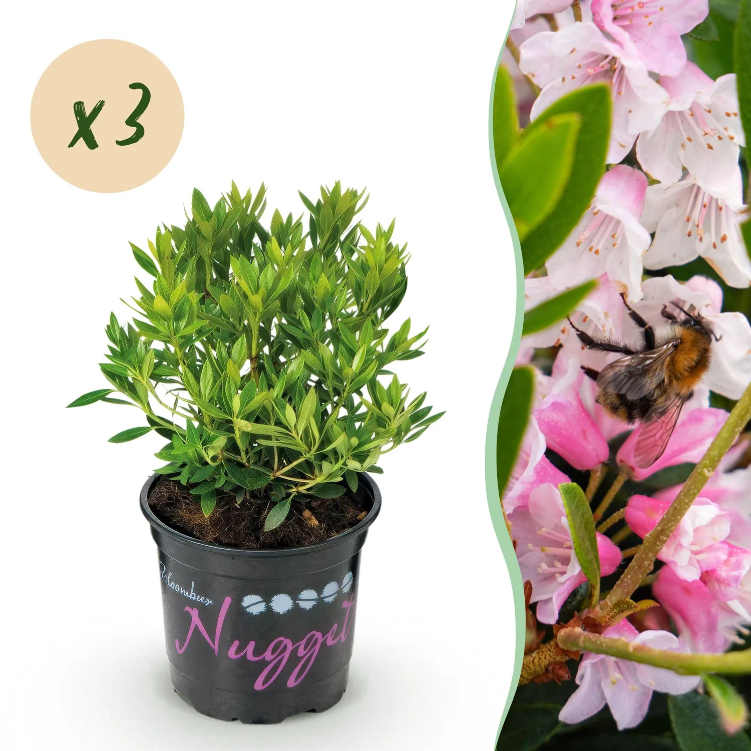 Plant and Stories Bloombux Rose Clair rhododendron 1 plant persistant