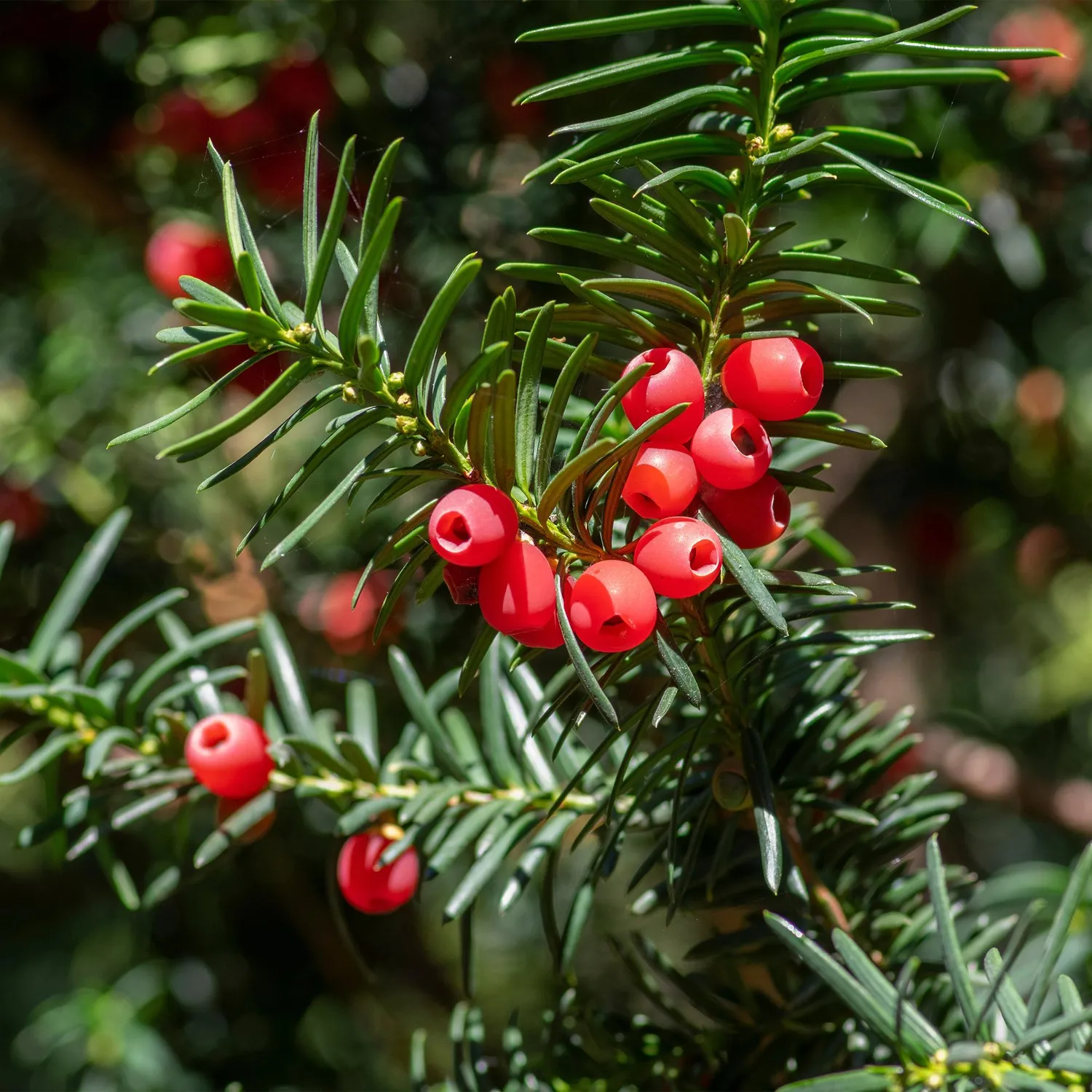 Plant and Stories If commun Taxus baccata plante de haie lot 6 persistante