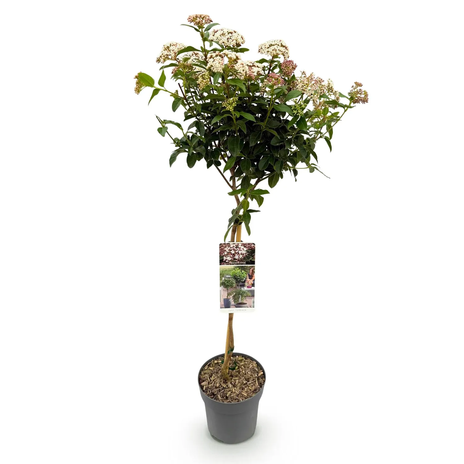 Plant and Stories Viorne Viburnum arbuste fleuri pot 19 cm 90 cm parfumé