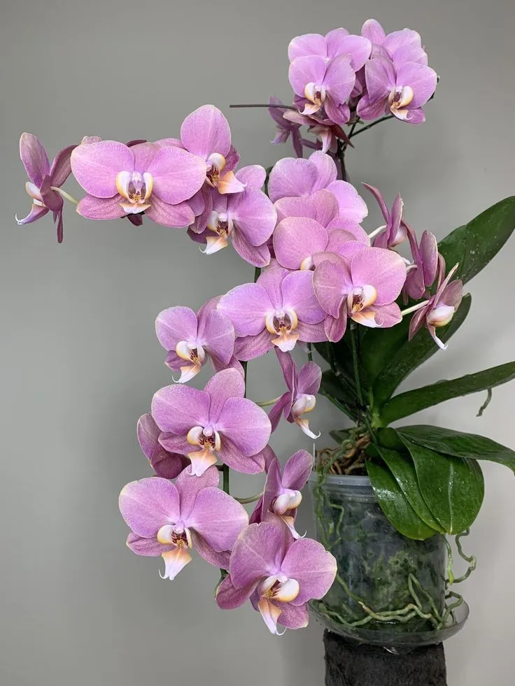 Plant and Stories Phalaenopsis engrais orchidées 250 ml pipette