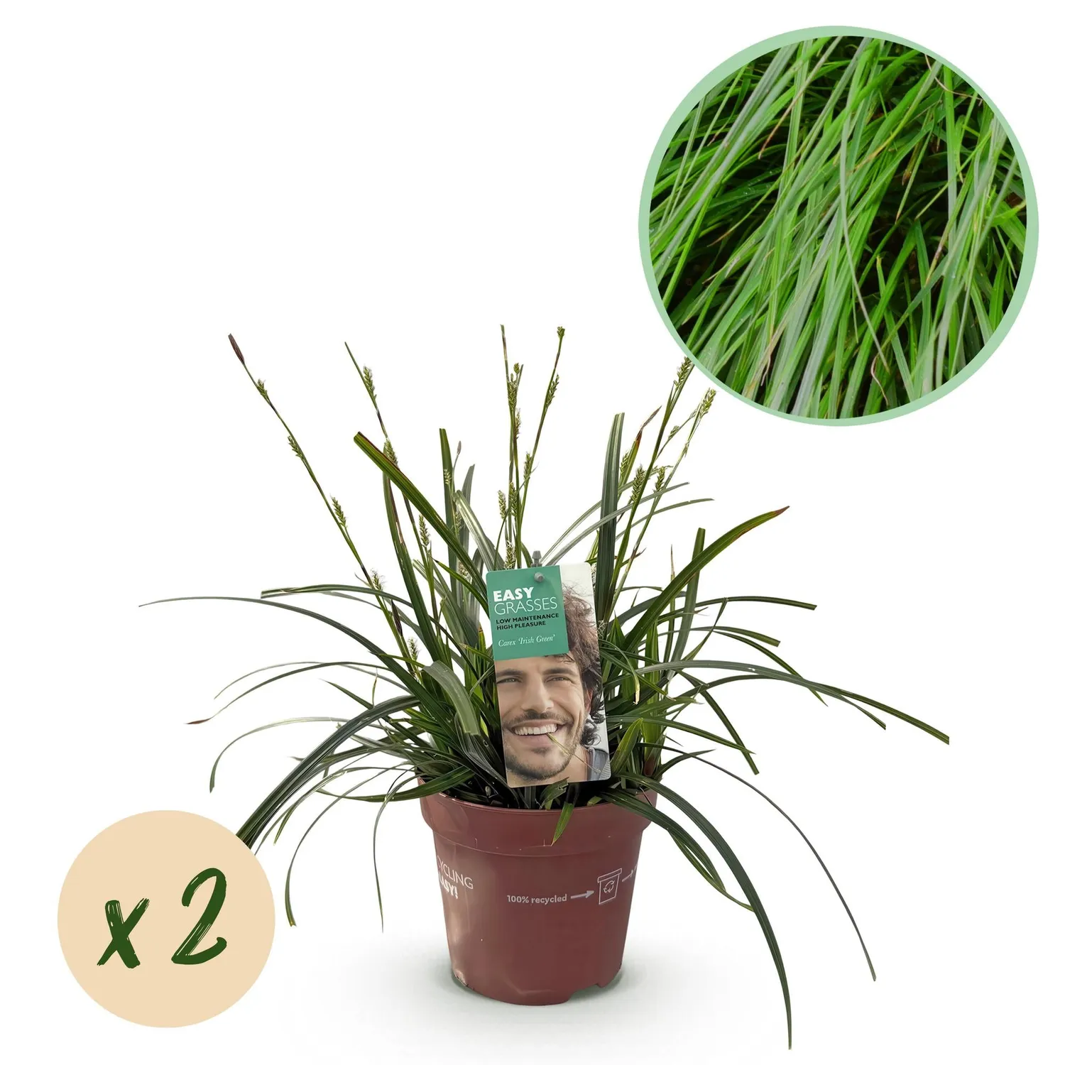 Plant and Stories Carex Intense Green laîche verte pot 17 cm