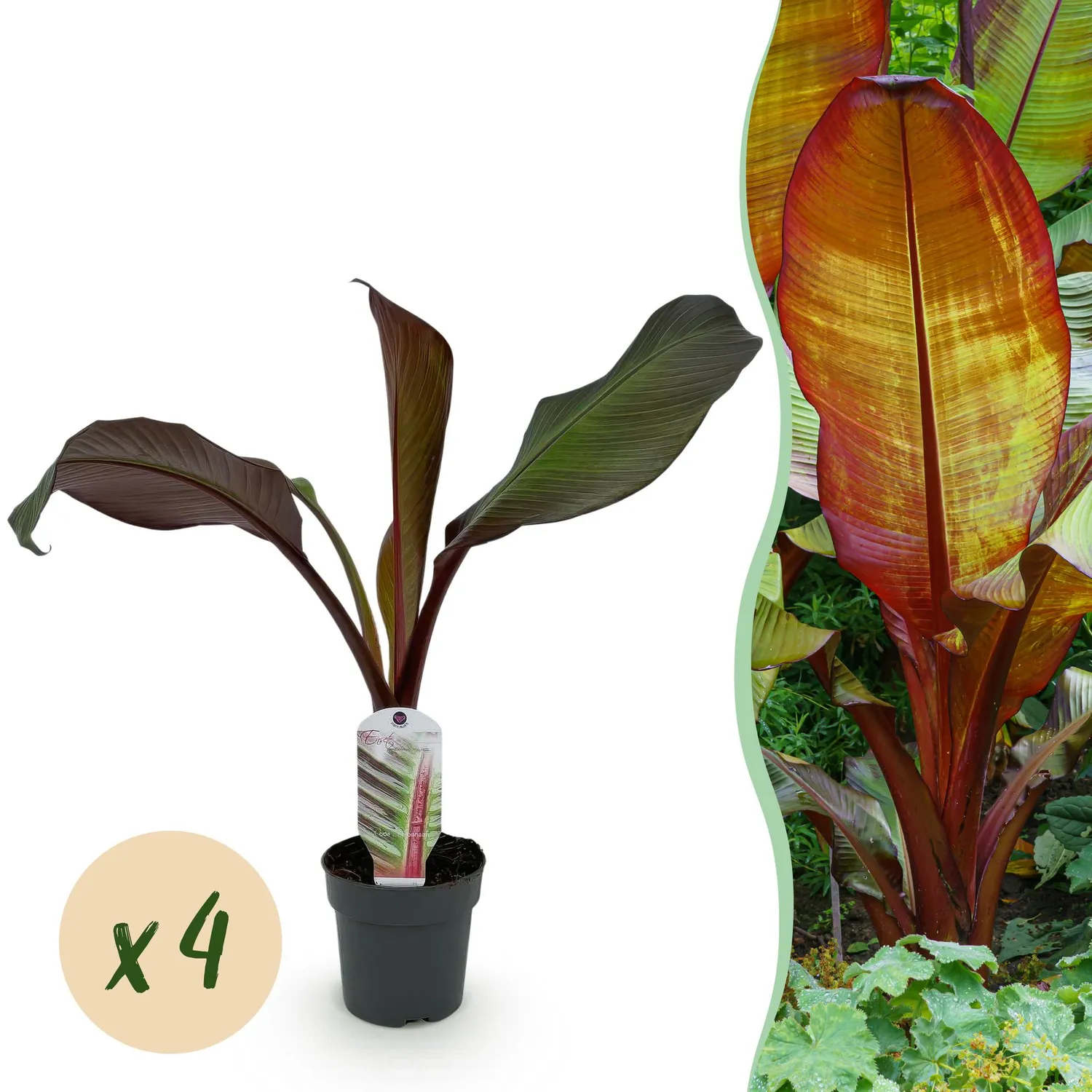 Plant and Stories Bananier Maurelii 2 plants pourpre 30 cm