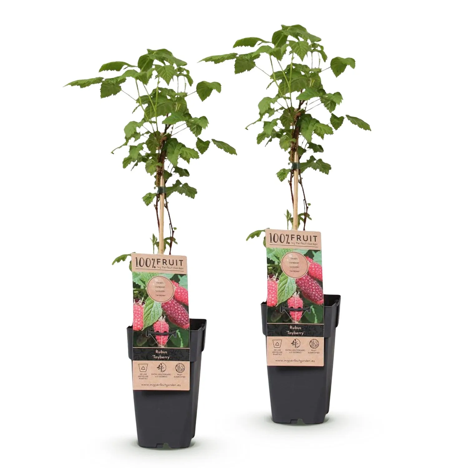 Plant and Stories Tayberry mûre fruitier lot 2 pot 15cm