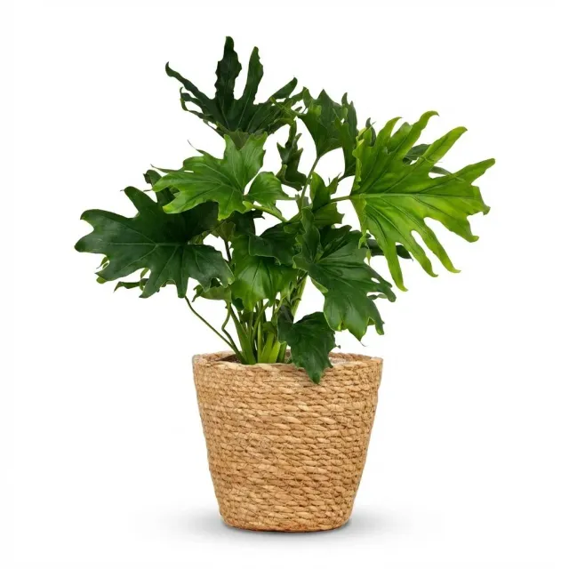 Plant and Stories Lickety Split philodendron plante pot 19cm 70cm