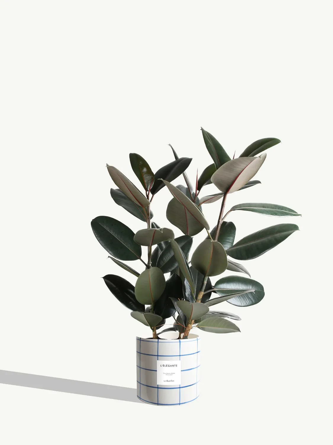 By Charlot L'Élégante ficus elastica plante pot 24 cm XL