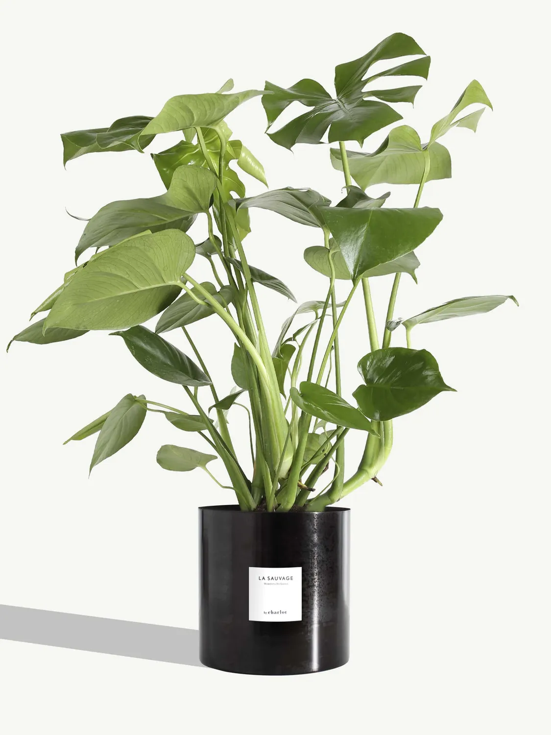 By Charlot La Sauvage plante monstera 77 cm pot 18 cm