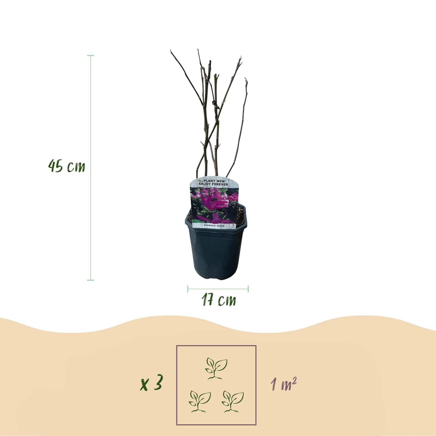 Plant and Stories Magnolia Susan arbuste pot 17 cm 45 cm
