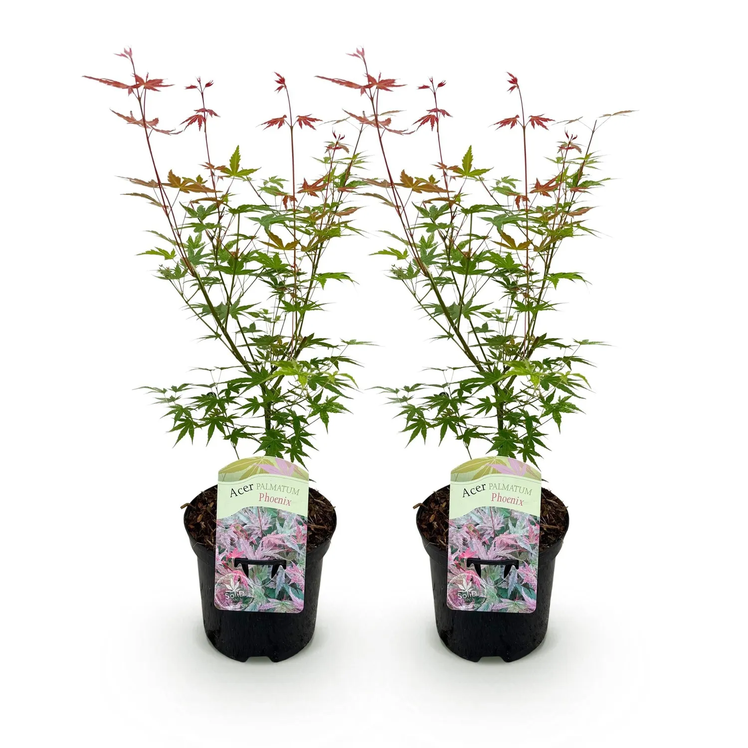 Plant and Stories Phoenix érable du Japon 70 cm pot 19 cm