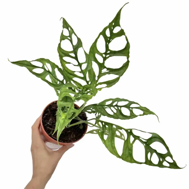 Plant and Stories Monstera Obliqua Peru plante d'intérieur pot 6cm dentelle