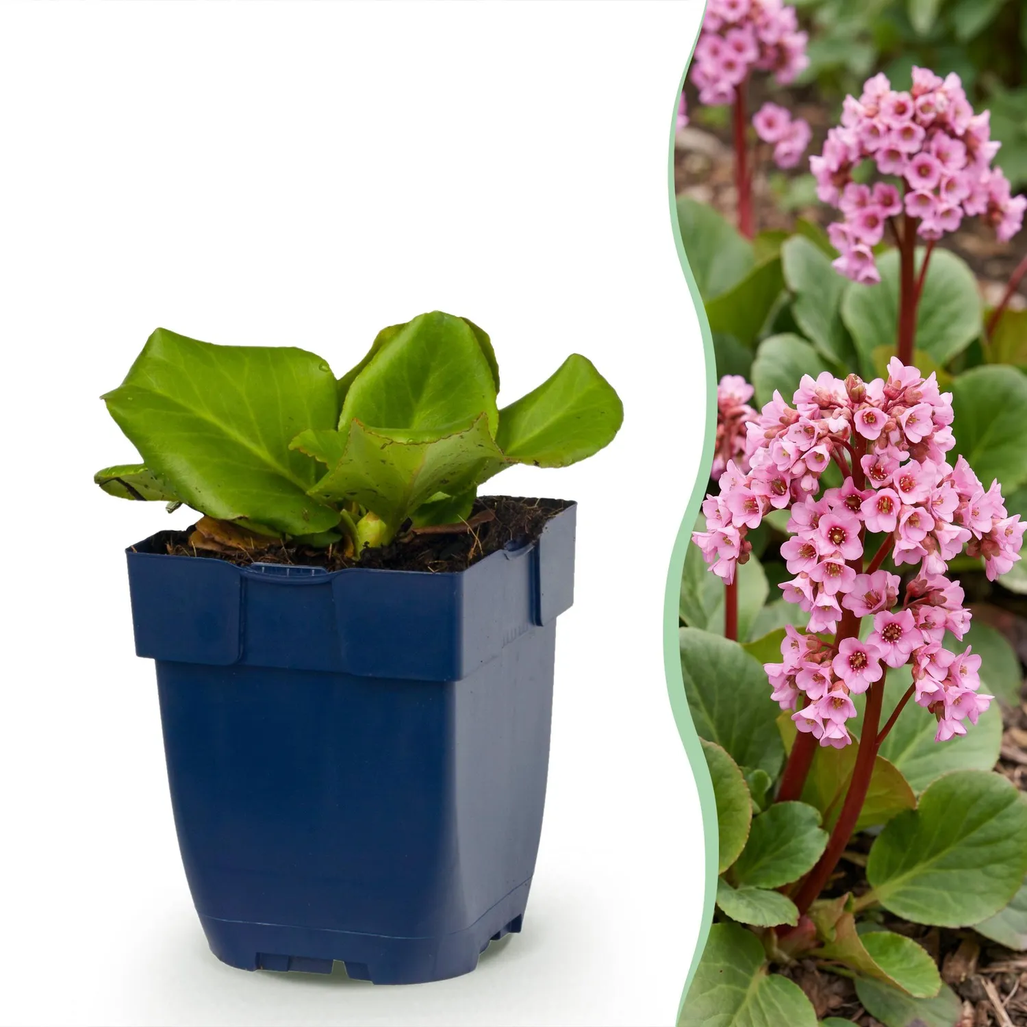 Plant and Stories Bergenia cordifolia vivace ombre 6 plants 25 cm