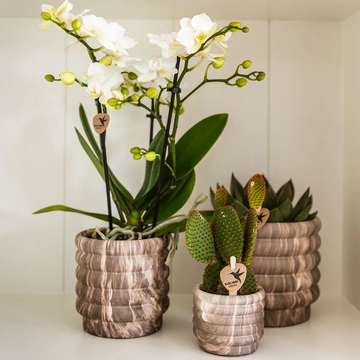 Plant and Stories Cache-pot céramique 9cm marbre foncé