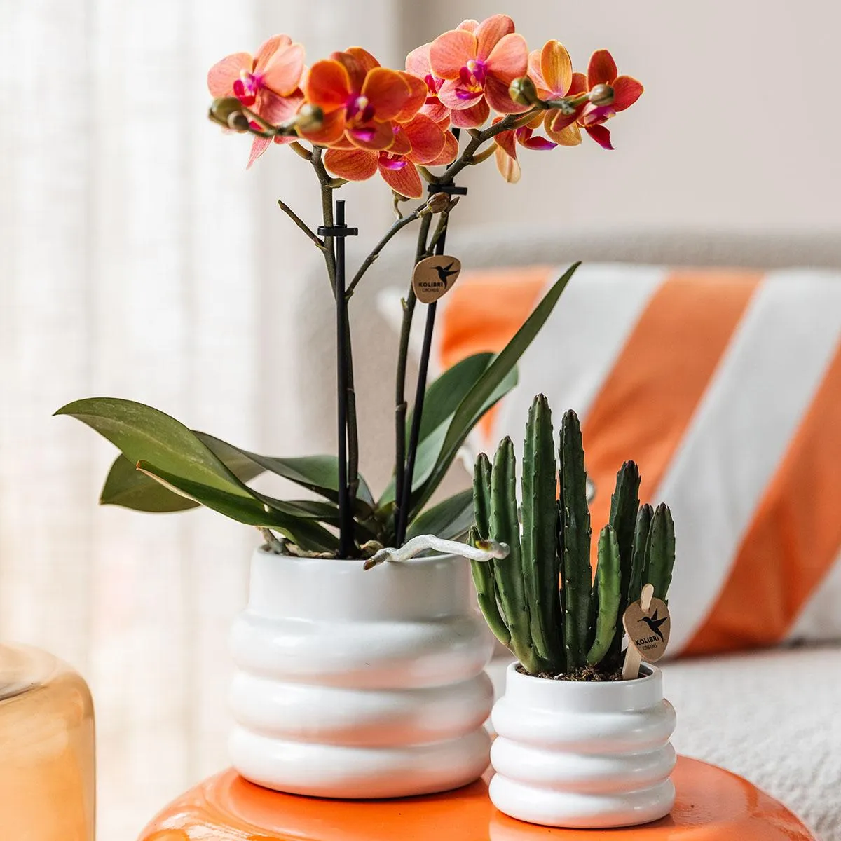 Plant and Stories Mineral Bolzano orchidée pot 9 cm orange cache-pot
