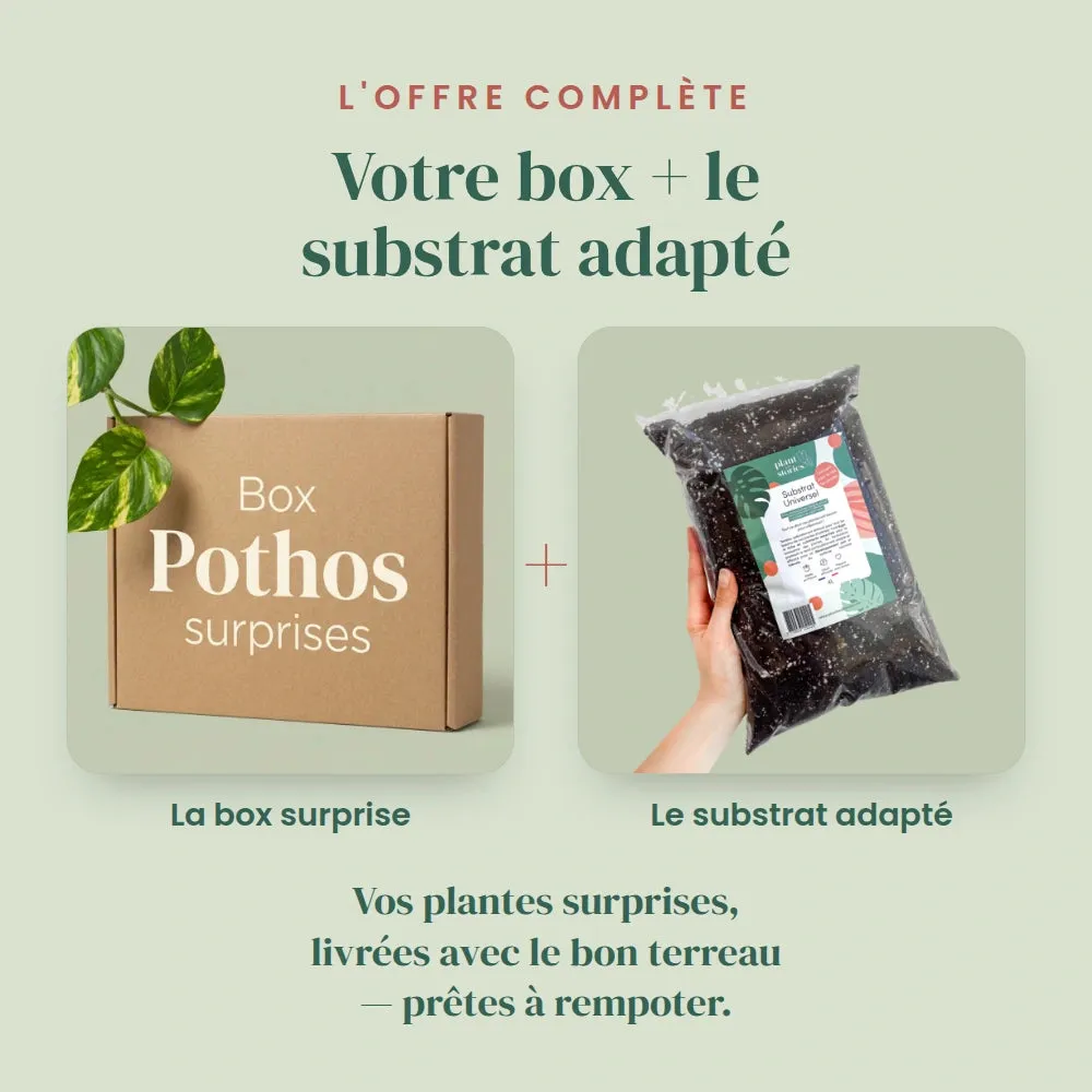 Plant and Stories Box Pothos Mystères 3 plantes surprise