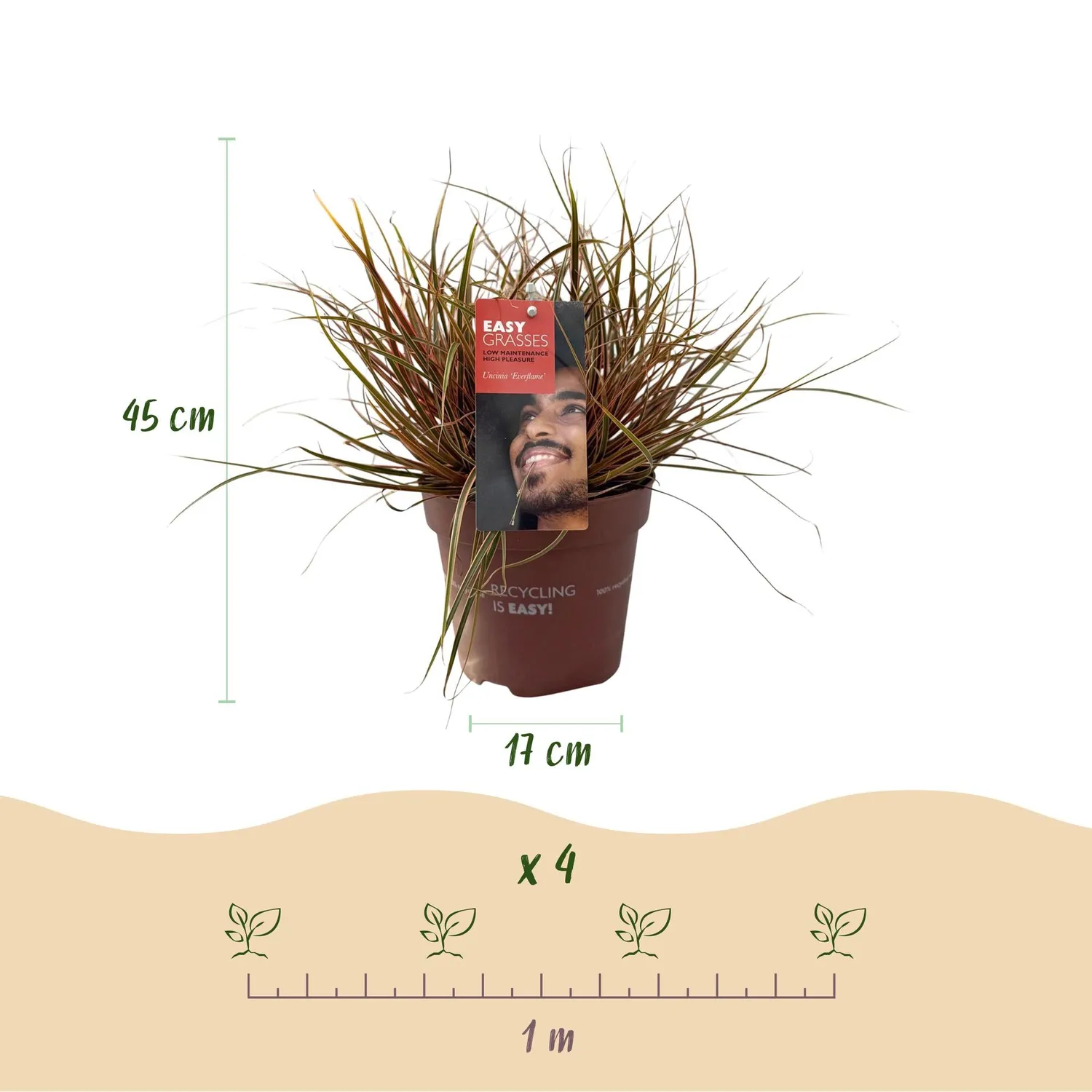 Plant and Stories Uncinia Everflame laîche rouge pot 17 cm