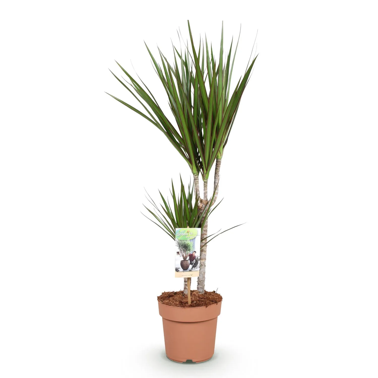 Plant and Stories Dracaena Marginata plante d’intérieur pot 17cm bord rouge