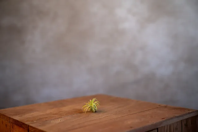 Airplantshop Ionantha Fuego plante aérienne rouge S-XL