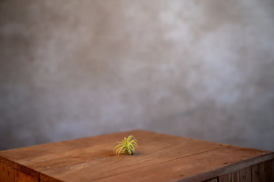 Airplantshop Ionantha Fuego plante aérienne rouge S-XL