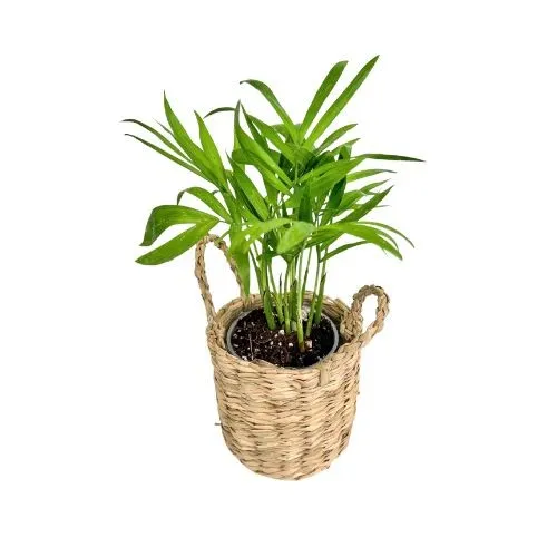 Plant and Stories mini cache-pot osier tressé 6-8 cm