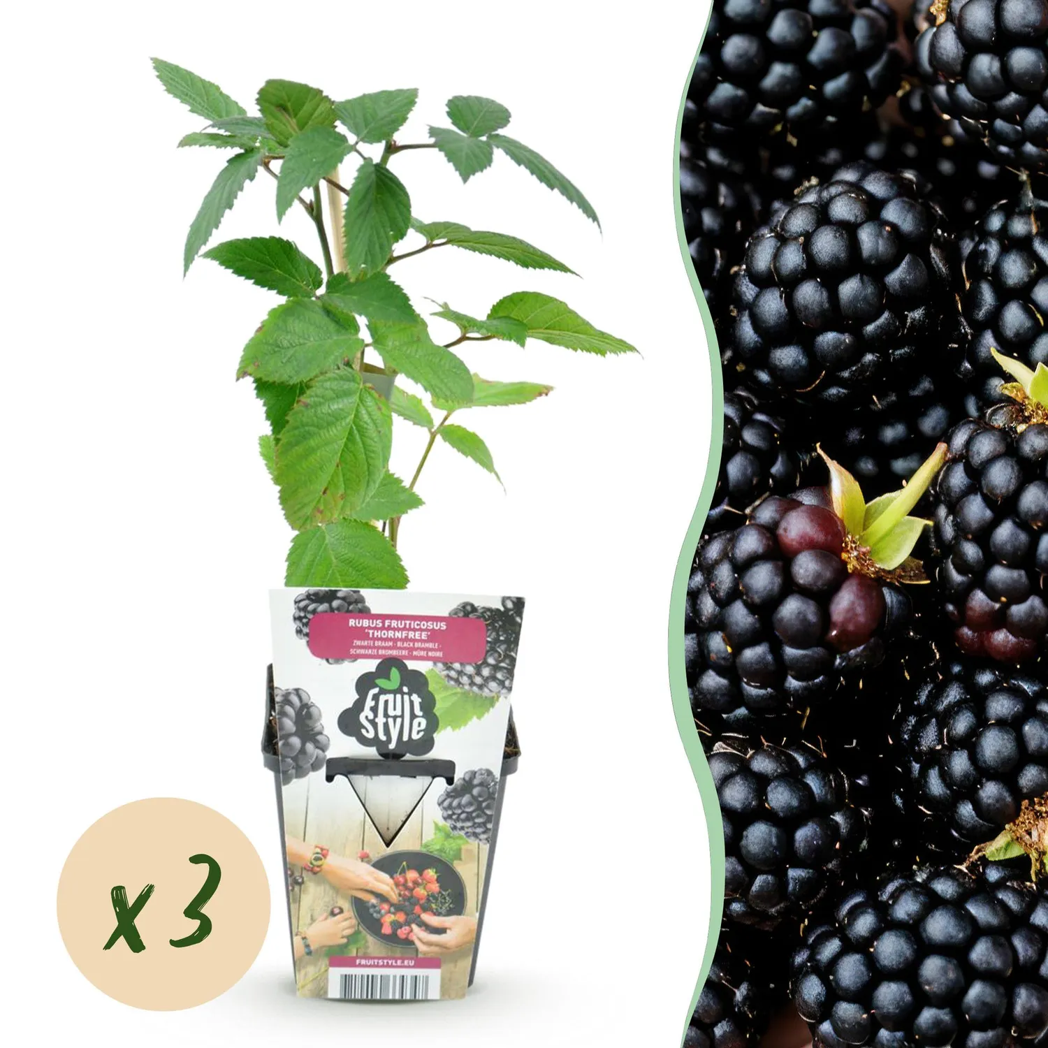 Plant and Stories mûre Thornfree ronce 3 plants sans épines