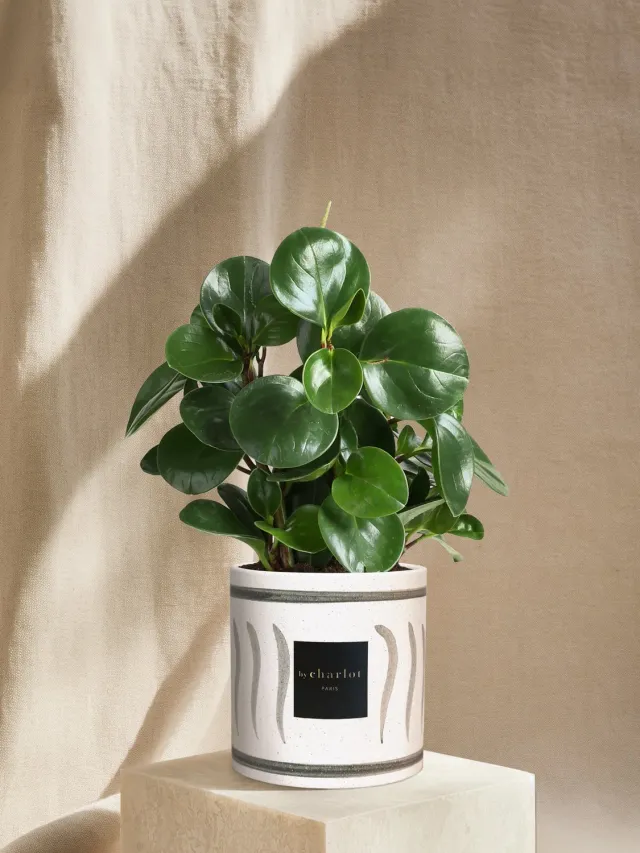 By Charlot Le Généreux plante céramique INI olive