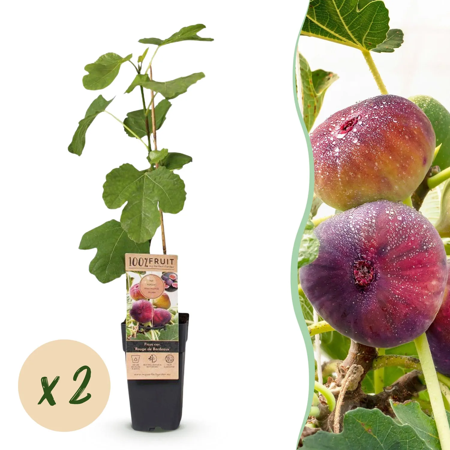 Plant and Stories Figuier Bordeaux figuier lot 2 pots 15 cm fruitier