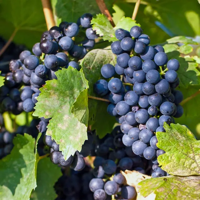 Plant and Stories Vigne Regent Vitis raisin lot 2 plein soleil