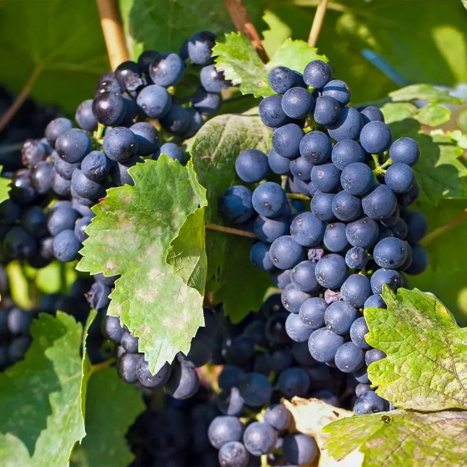 Plant and Stories Vigne Regent Vitis raisin lot 2 plein soleil