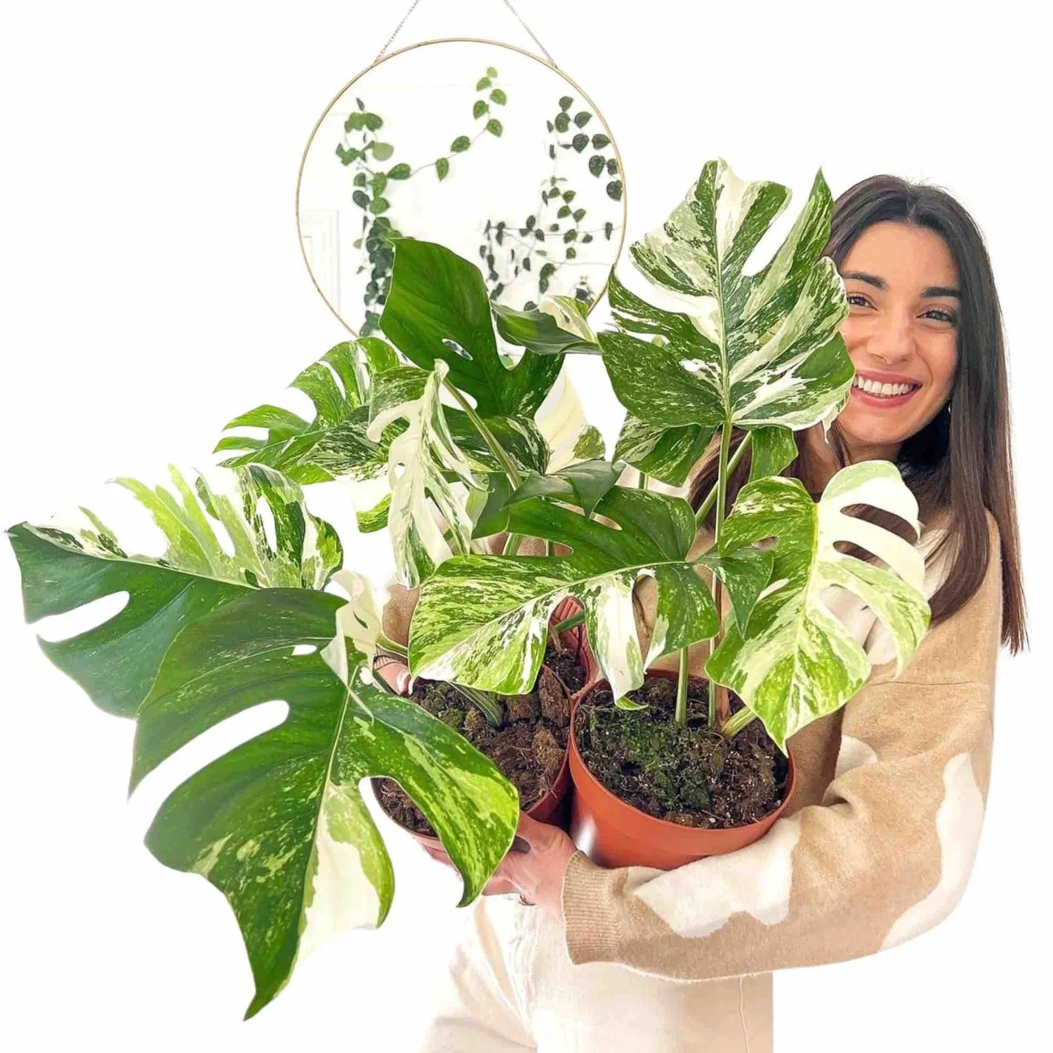 Plant and Stories Monstera Variegata plante pot 15 cm panachée