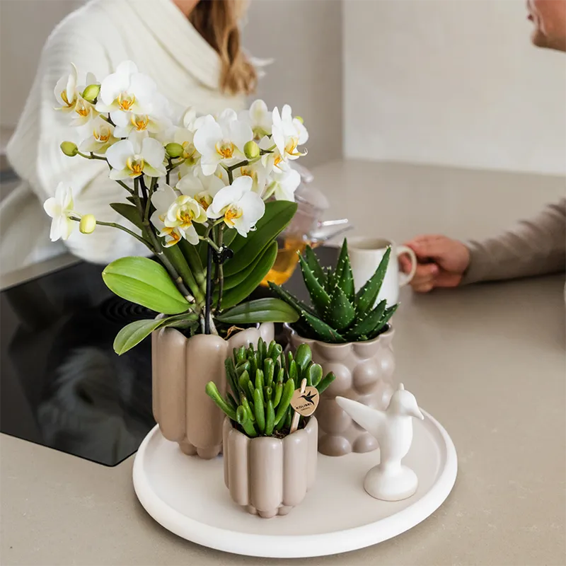 Plant and Stories Lausanne orchidée blanche coffret cadeau