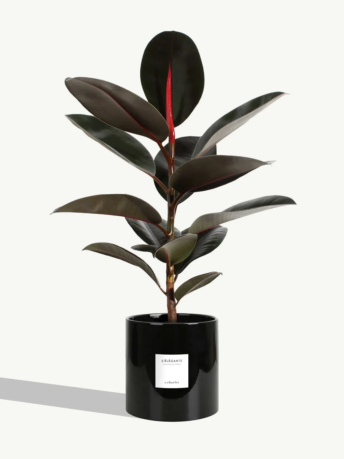 By Charlot L'Élégante plante ficus 60 cm pot 18 cm