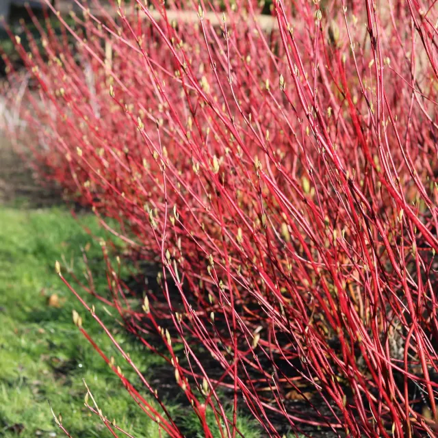 Plant and Stories Cornouiller Sibirica arbuste pot 17 cm rouge