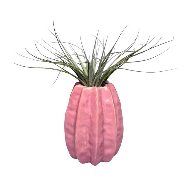 Airplantshop Carambola rose vase céramique + plante aérienne